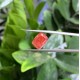 Ruif Jewelry Cushion Cut 5.01CT Red Lab Grown Diamond with IGI certificate LG749515966